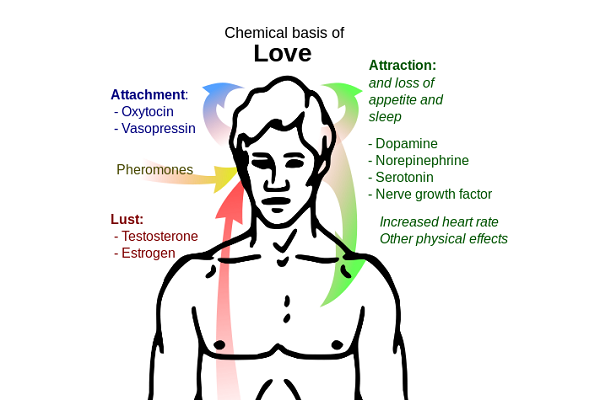 pheromones