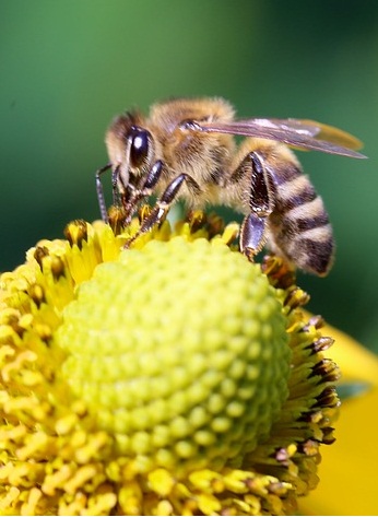 Bees release pheromones