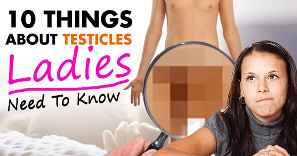 10 Things About Testicles Ladies Need To Know