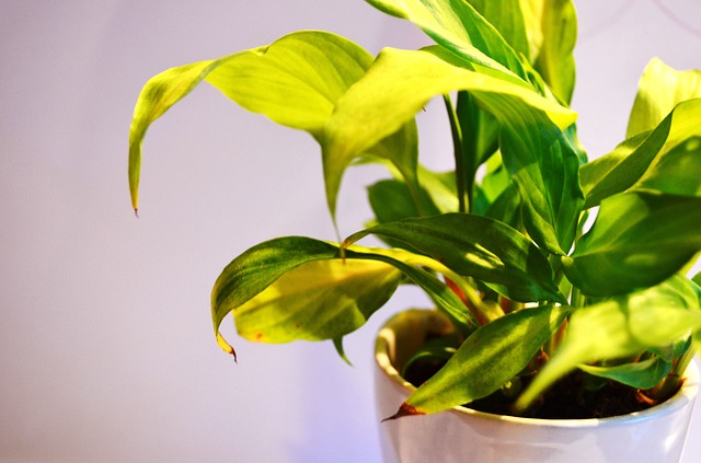 indoor plants